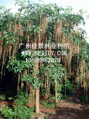 广州佳景林业种苗供应红花玉蕊等绿化种苗