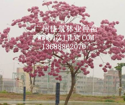 广州佳景林业种苗供应蓝(紫)花风铃木等绿化种苗