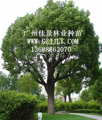 广州佳景林业种苗供应樟树 香樟等绿化种苗