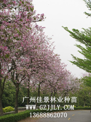 广州佳景林业种苗供应宫粉紫荆等绿化种苗